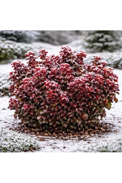 Леукотое Кучерявий червоний зимове забарвлення листя